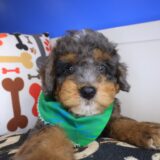 Winslow Bernedoodle 04