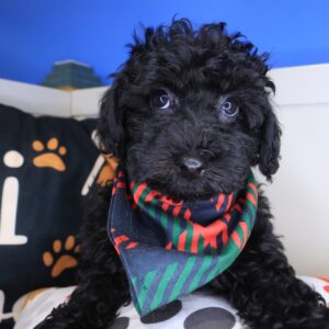 Yippee Bichapoo 01 Yippee Bichapoo 01
