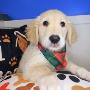 Zing Golden Retriever 01 Zing Golden Retriever 01