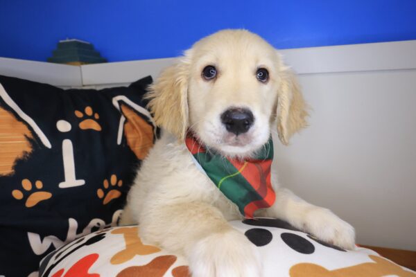 Zing Golden Retriever 01
