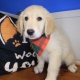 Zing Golden Retriever 04