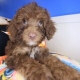 Zorro Cockapoo 01