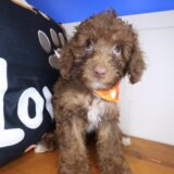 Zorro Cockapoo 02