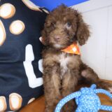 Zorro Cockapoo 04