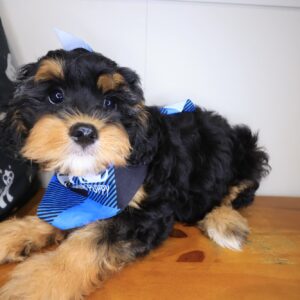Ace Cavapoo 01 Ace Cavapoo 01