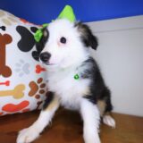 Adrien Mini Australian Shepherd 02