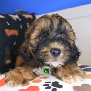 Akeya Shihpoo 01 Akeya Shihpoo 01