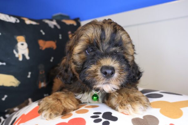 Akeya Shihpoo 01