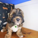 Akeya Shihpoo 03