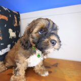 Akeya Shihpoo 04