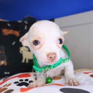 Aldo Chihuahua 01 Aldo Chihuahua 01