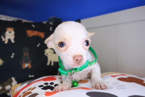 Aldo Chihuahua 01