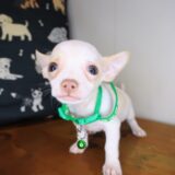 Aldo Chihuahua 03