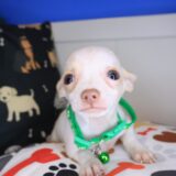 Aldo Chihuahua 04