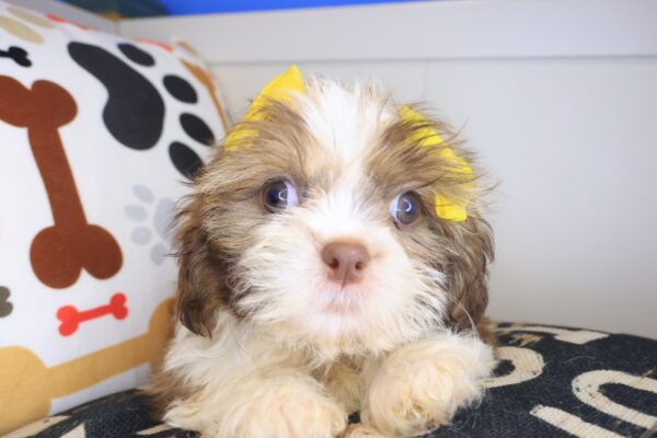 Alexandra Shih Tzu 01