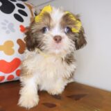 Alexandra Shih Tzu 02