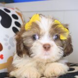 Alexandra Shih Tzu 03