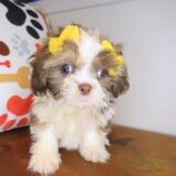 Alexandra Shih Tzu 04