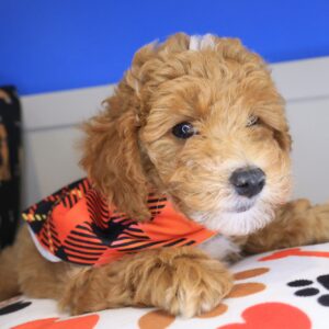 Alistair Poodle 01 Alistair Poodle 01
