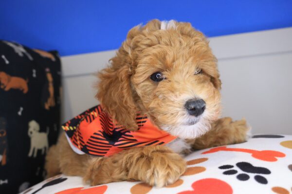 Alistair Poodle 01