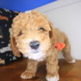 Alistair Poodle 03