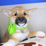 Ally Shiba Inu 01
