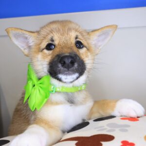 Ally Shiba Inu 01 Ally Shiba Inu 01