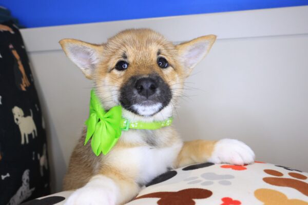 Ally Shiba Inu 01