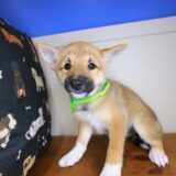 Ally Shiba Inu 03