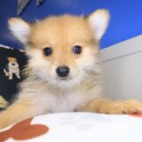 Almera Pomeranian 01