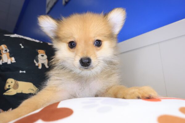 Almera Pomeranian 01