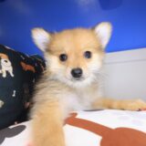 Almera Pomeranian 03