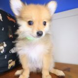Almera Pomeranian 04