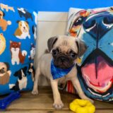 Archie Pug 01