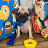 Archie Pug 02