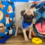 Archie Pug 03
