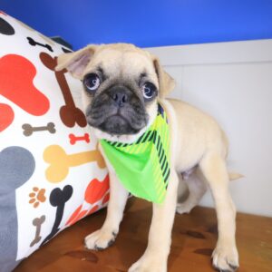 Arvin Pug 01 Arvin Pug 01