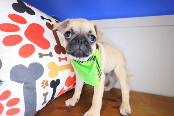 Arvin Pug 01