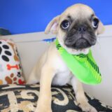 Arvin Pug 02