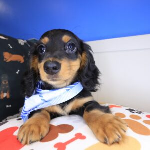 Aspen Dachshund 01