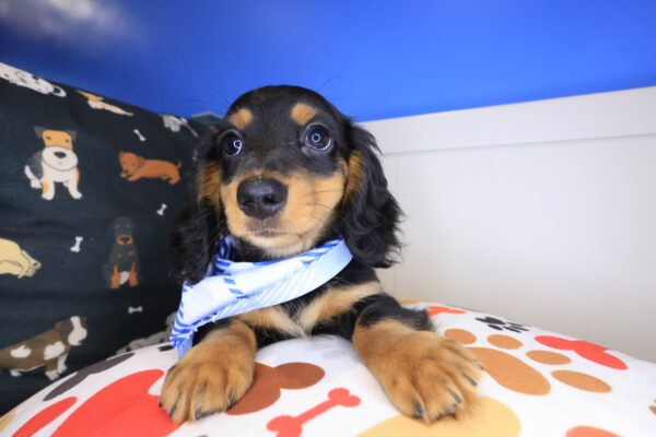 Aspen Dachshund 01