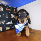 Aspen Dachshund 02