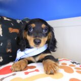 Aspen Dachshund 03
