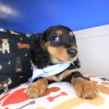 Aspen Dachshund 04
