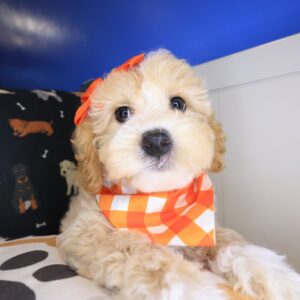 Aurelia Bichapoo 01 Aurelia Bichapoo 01