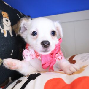 Ballerina Chihuahua 01 Ballerina Chihuahua 01
