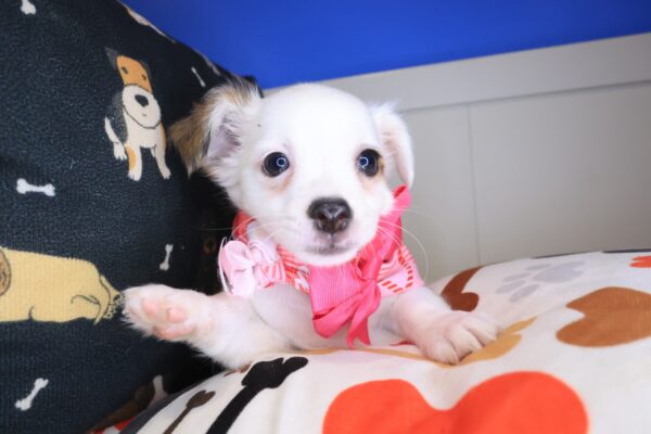 Ballerina Chihuahua 01