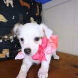 Ballerina Chihuahua 03