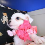 Ballerina Chihuahua 04