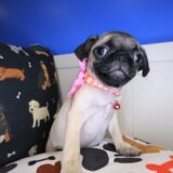 Ballerina Pug 02